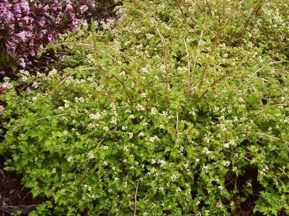 Stephanandra incisa Crispa