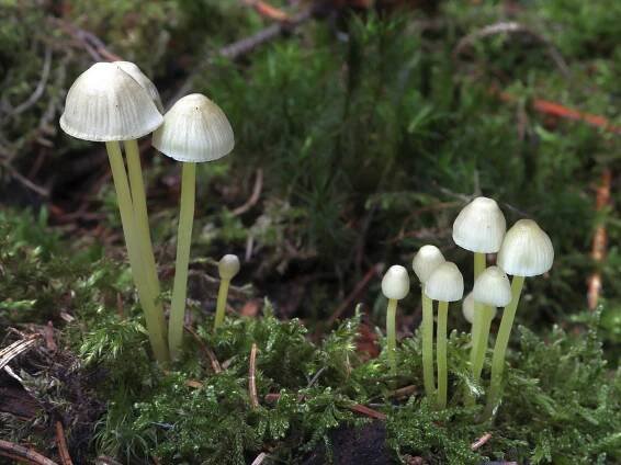 Mycena - helmovka - myko.cz
