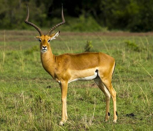 Impala