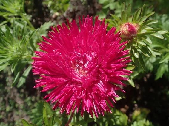 Callistephus chinensis: vlastnosti a péče