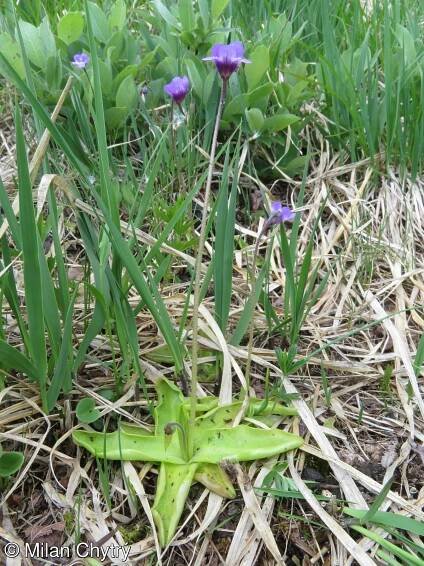Pinguicula vulgaris – tučnice obecná