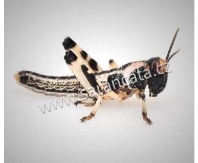 Sarančata vel. 1 - 2 cm (Malá)