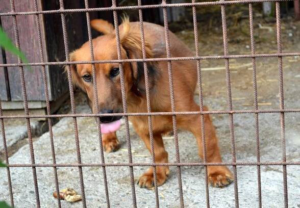 Psi k adopci z útulků, azylů a neziskových organizací