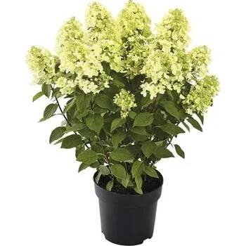 Hortenzie latnatá FloraSelf Hydrangea paniculata 'Panflora' výška 40-50 cm květináč 5 l