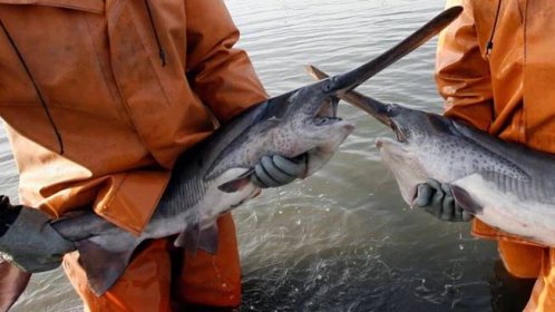 Veslonos čínský: Největší sladkovodní ryba světa byla prohlášena za vyhynulou