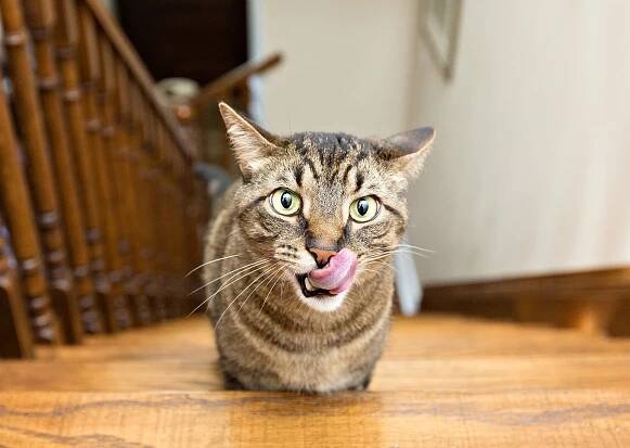 best-indoor-cat-photographer-toronto