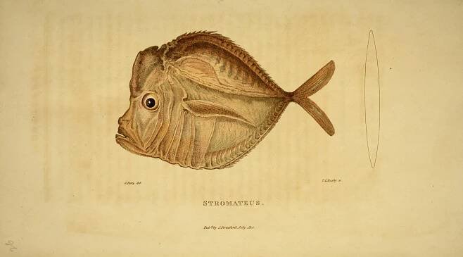 George Perry (naturalist)