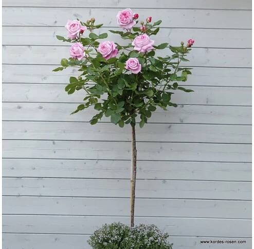 Stromková parfuma růže 'Rosengräfin Marie Henriette® 7,5 l kontejner