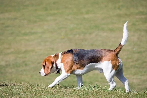 Plemená psov: Bígel alebo Beagle, lovecký pes