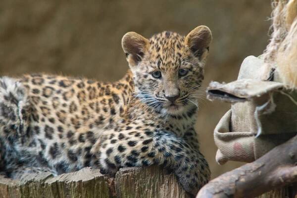 Největší turistická lákadla v kraji? iQPARK s iQLANDIí, liberecká zoo a Dinopark