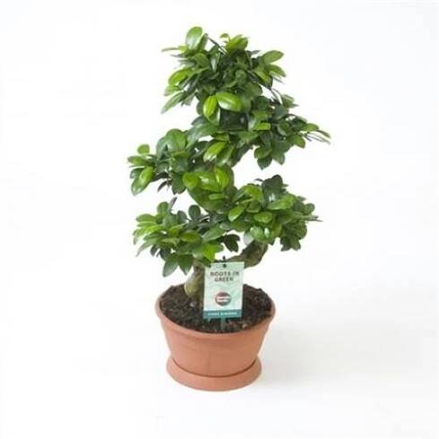 Jak často byste měli zalévat svůj ficus microcarpa?