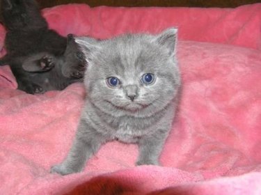 Britská modrá kočka