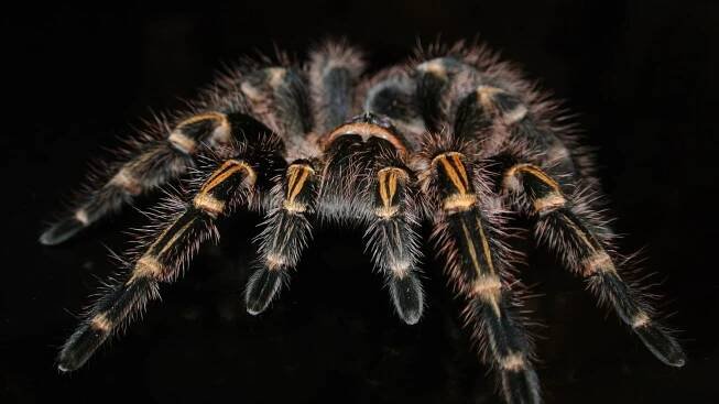 Bojíte se pavouků? Radujte se. Umíme v mozku přeprogramovat specifické fobie, hlásí vědci