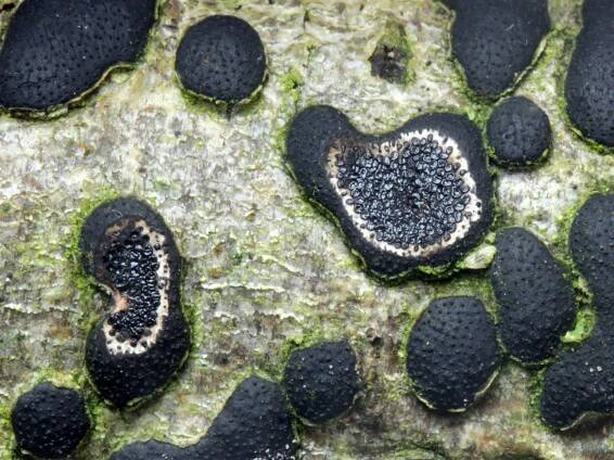 Sordariomycetes - tvrdohouby - myko.cz