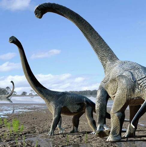 A new dinosaur species has been discovered in Australia