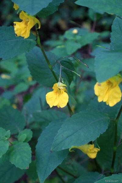 Netýkavka nedůtklivá (Impatiens noli-tangere)