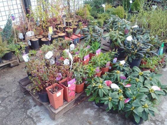 Galerie - ZAHRADNICTVÍ - KAMENICTVÍ KARVINÁ FRUTO.CZ 