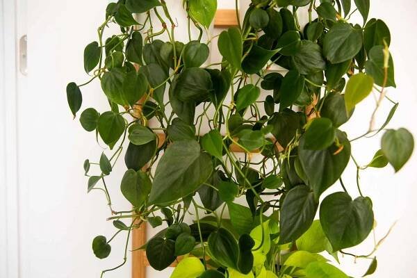 Heart-leaf Philodendron: Plant Care & Growing Guide