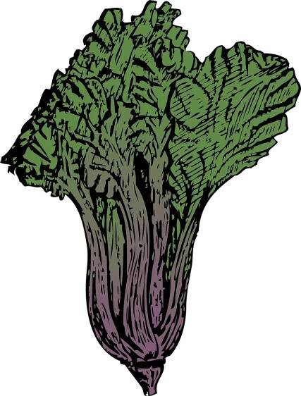 Vektorový obrázek, ilustrační klipart Mangold v rozlišení 1214x1600 pixelů zdarma ke stažení, Zelenina vektor do vašich dokumentů