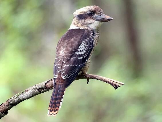 Laughing Kookaburra - Dacelo novaeguineae - Birds of the World