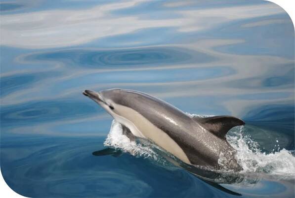 Algarve Dolphin Tours