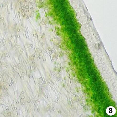 Peltigera Project Image Gallery – Lutzoni Lab
