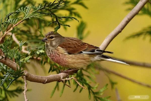 Konopka obecná (Carduelis cannabina)