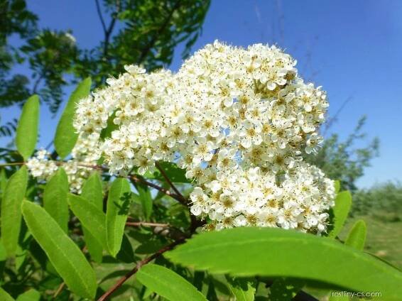 Jeřáb obecný, ptačí - Sorbus aucuparia Edulis