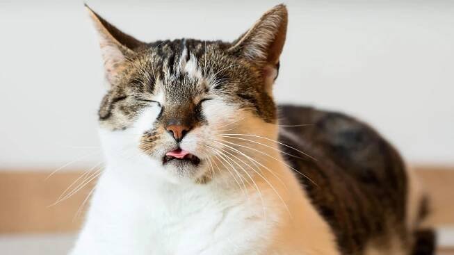 repelente para gatos