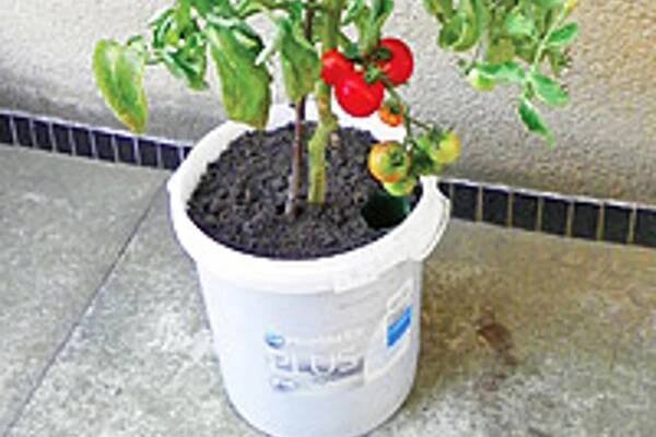 Kupte savý knot a vyrobte si samozavlažovací kyblík