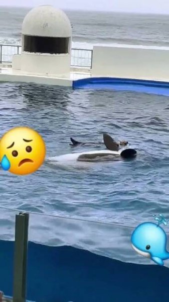 Orca attacking trainer jessica #heartbreakingnews #orca