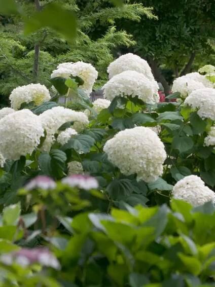 Strong Annabelle ®  – Hydrangea