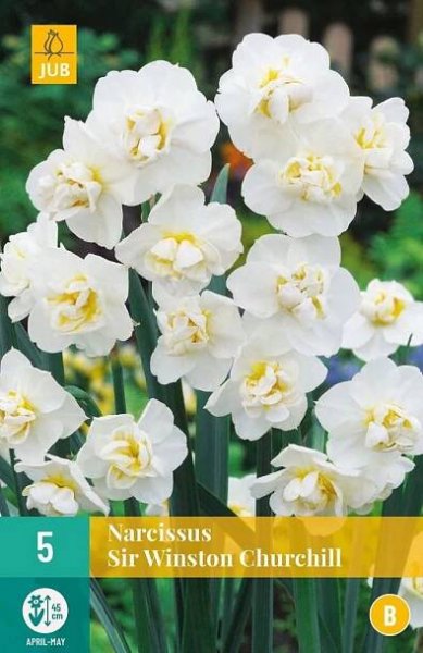 Narcis taceta Sir Winston Churchill (5 cibulí, krémově bílý)