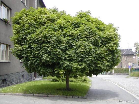 Javor mléč - Acer platanoides Globosum