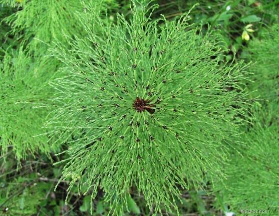 Přeslička lesní (Equisetum sylvaticum)