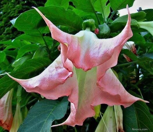 Durmanovec mnohobarvý (Brugmansia versicolor), květy, květenství