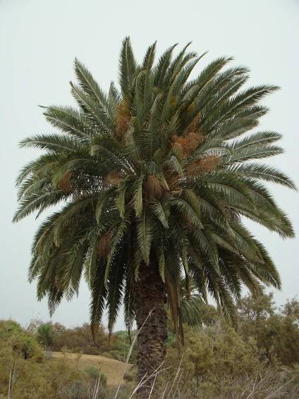 Obrázek - Phoenix canariensis (datlovník kanárský) | BioLib.cz