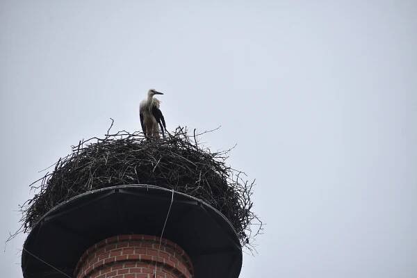 Záchranná akce v Holešově se podařila. Čáp s nedorostlým křídlem má naději