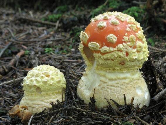 Amanita muscaria - muchomůrka červená - myko.cz