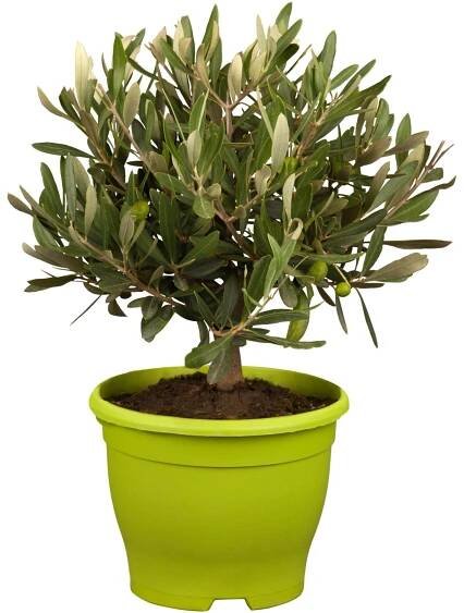 Olivovník evropský (Olea europaea), květináč cca 16 cm nakoupit u OBI