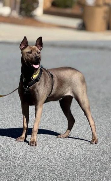 Rufus Rockstar – Angels Among Us Pet Rescue, Inc