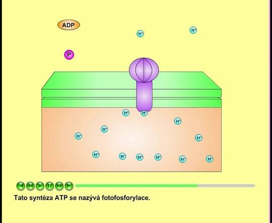 Fotosyntéza, část 8: ATP-syntasa