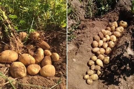 Jak nejlépe používat brambory Marabel