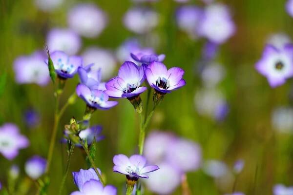 Gilia Tricolor (Jirnicovité) — Stock obrázek