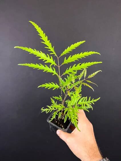 Polyscias filicifolia