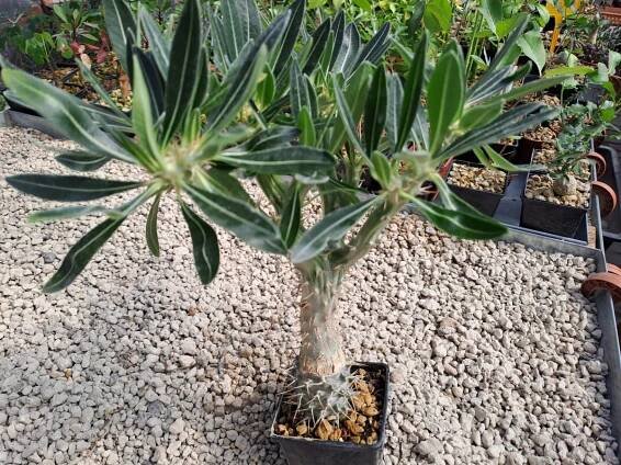 Pachypodium  rosulatum I | 