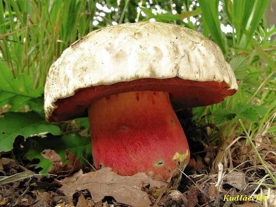 Hřib satan (Boletus satanas)