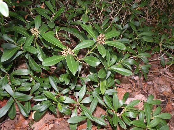 Obrázek - Skimmia japonica (skimie japonská) | BioLib.cz