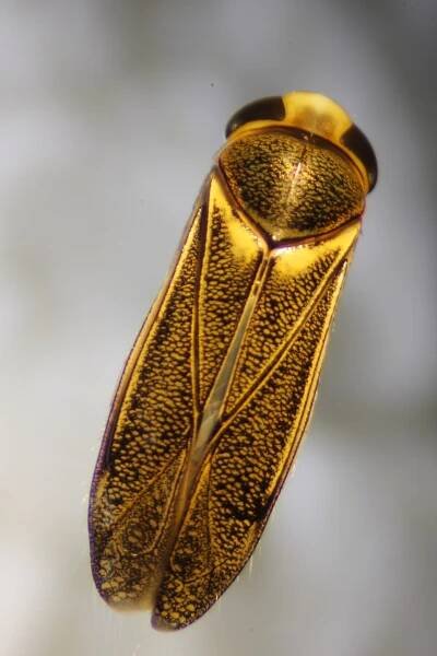 Obrázek - Cymatia rogenhoferi | BioLib.cz