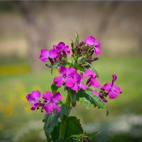 Měsíčnice fialová dvouletá – Lunaria biennis – osivo měsíčnice